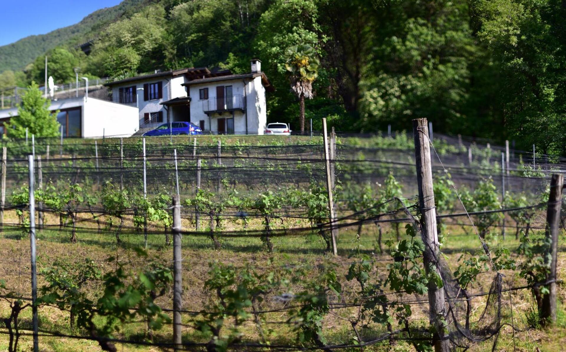 Agriturismo Viva Bacco Gambarogno Esterno foto
