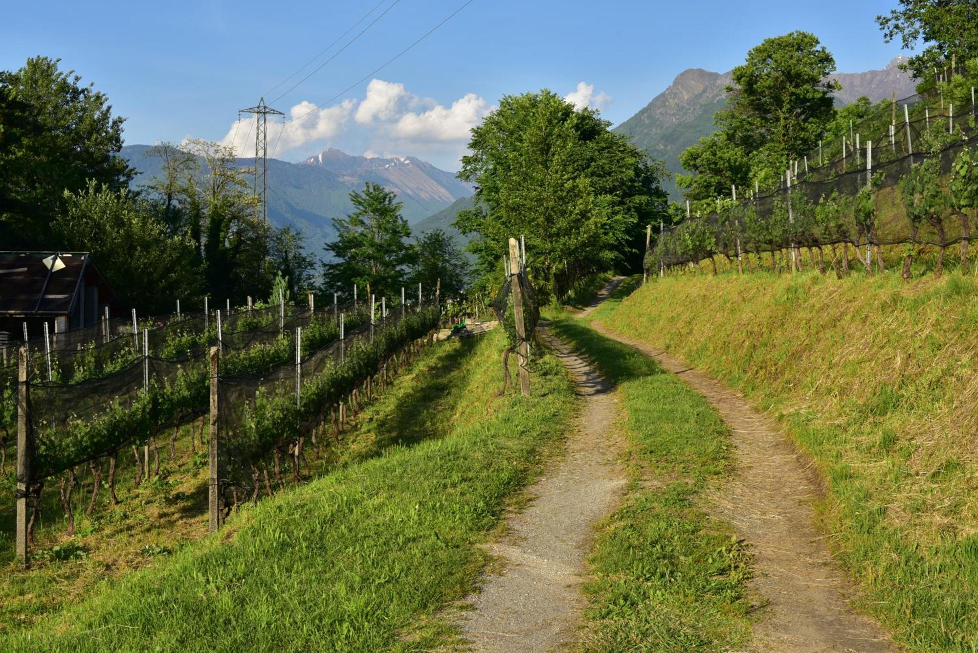 Agriturismo Viva Bacco Gambarogno Esterno foto