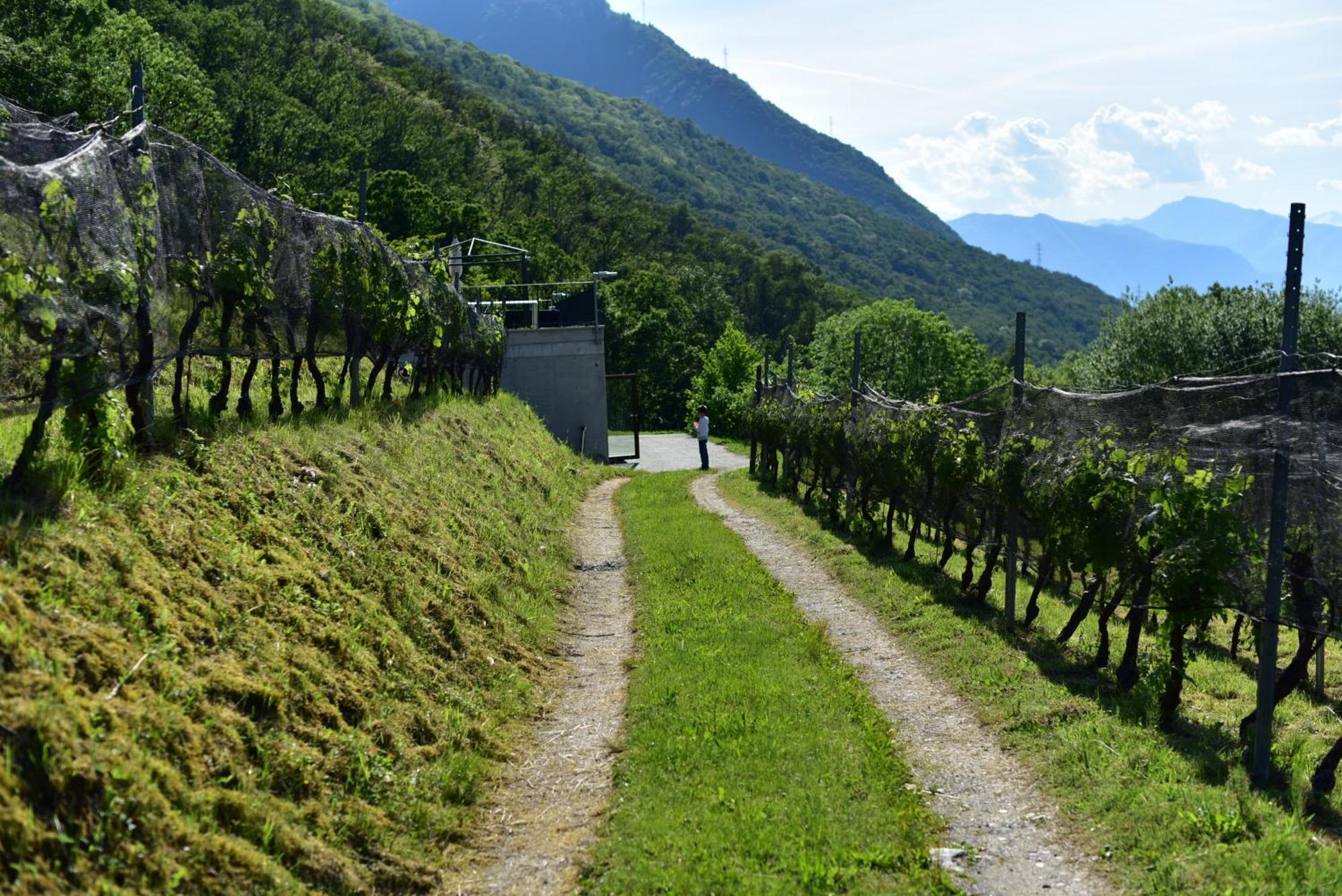 Agriturismo Viva Bacco Gambarogno Esterno foto