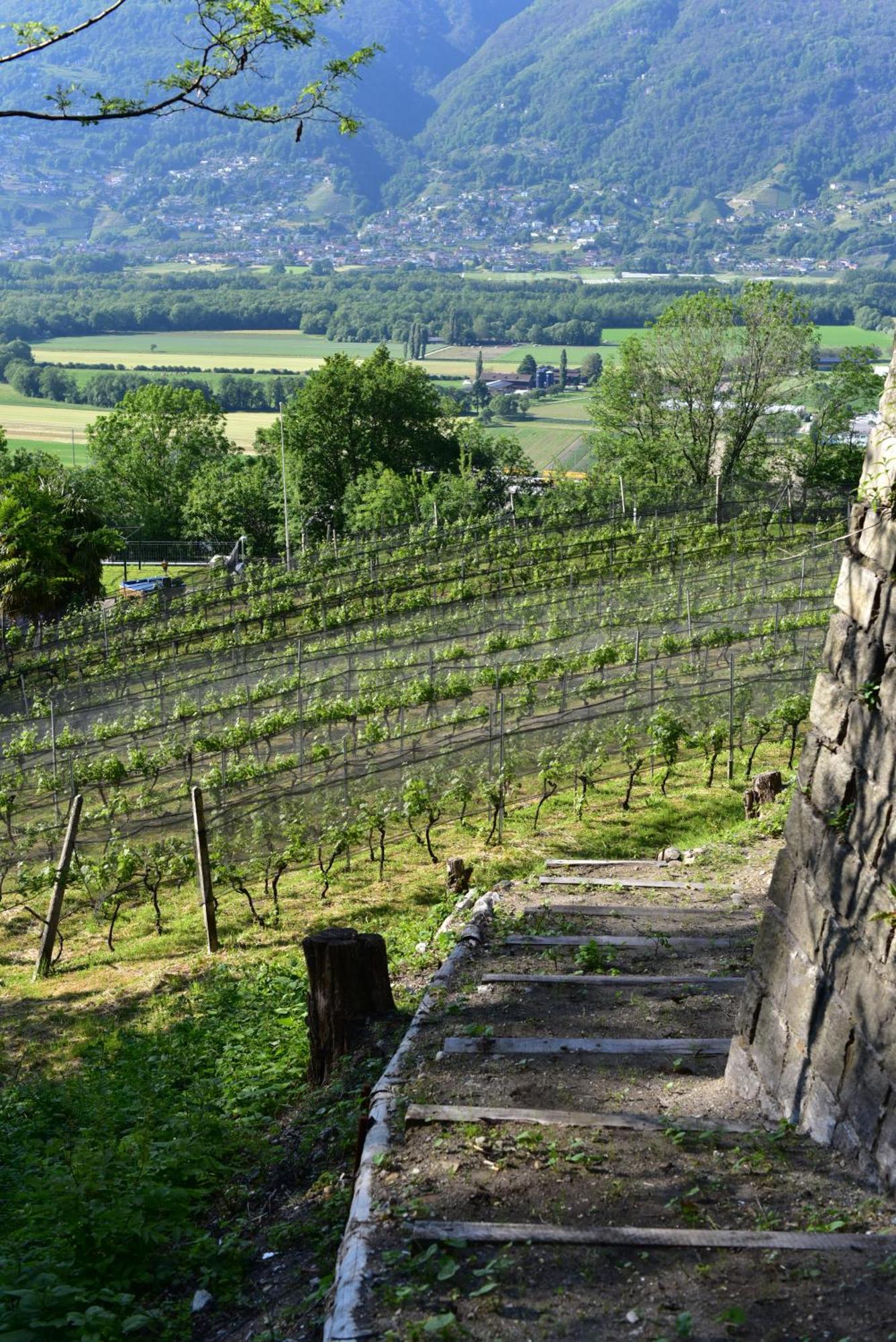 Agriturismo Viva Bacco Gambarogno Esterno foto